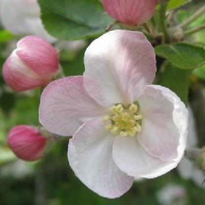 AppleBlossom3's avatar