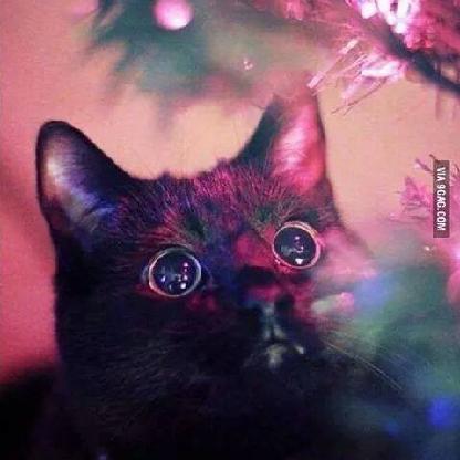 segfaszkapitany's avatar