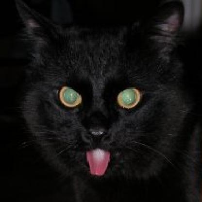 katzIgor's avatar