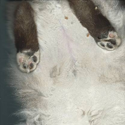 avetisyanT21's avatar