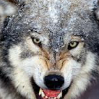 Graywolf_49's avatar