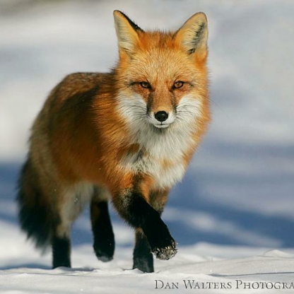 Foxrun's avatar