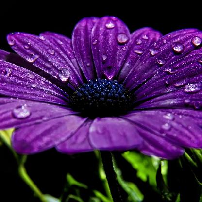 albersxowns's avatar