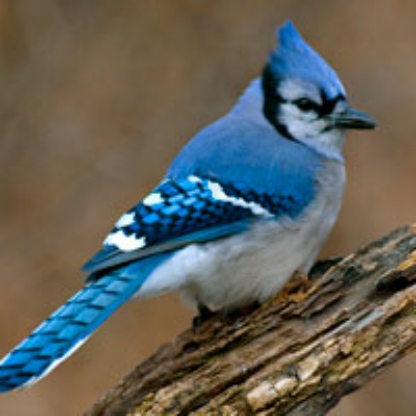 MidBlu03's avatar