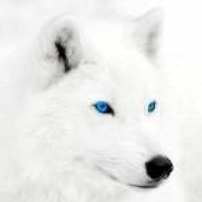 Stillwolfs's avatar