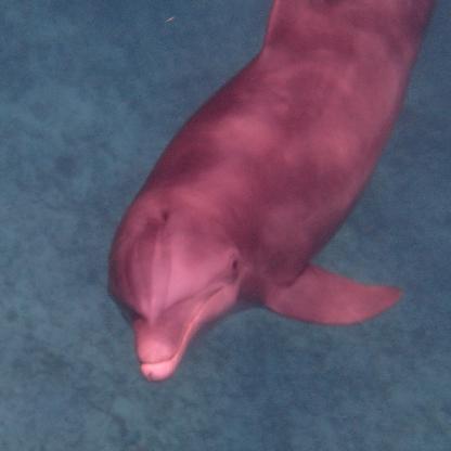 billybigcahoona's avatar