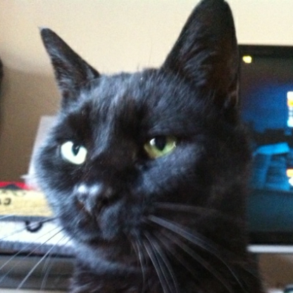 a1felixcat's avatar