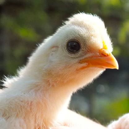 NekronJohn1408's avatar