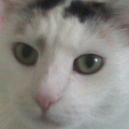 Feetrixi's avatar