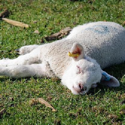 Sleepy_Sheepy42's avatar