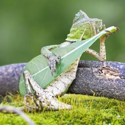 Counterfeit1st's avatar