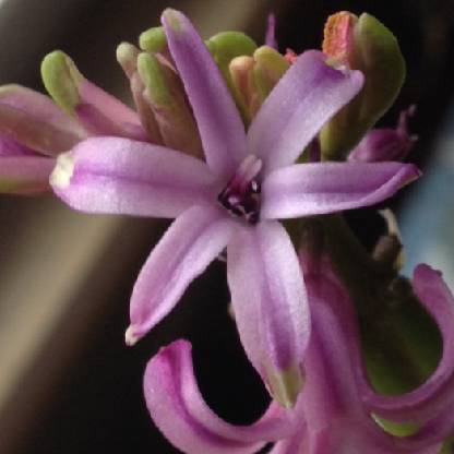 Melissa05139's avatar