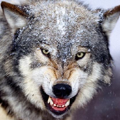 jonwolf_gaming's avatar