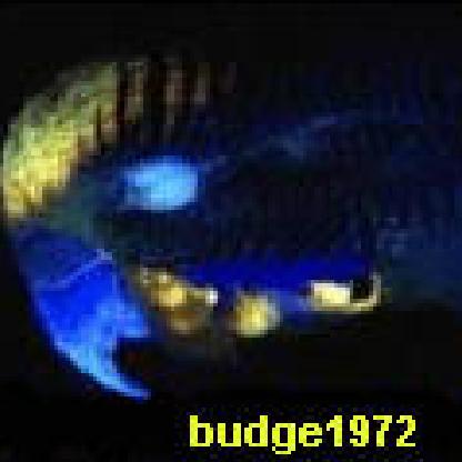 budge1972's avatar