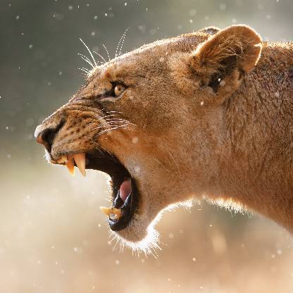 MinouDelSol's avatar