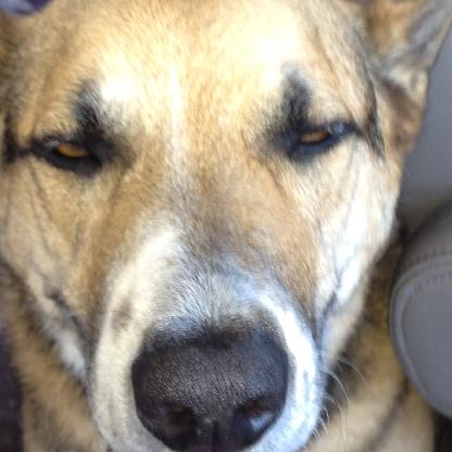 LBCrocks345's avatar