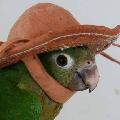 xxJamesCapitalxx's avatar