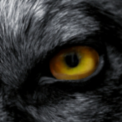 E-I-U-WOLF's avatar
