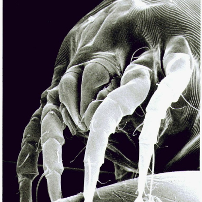 Hirmetrium's avatar