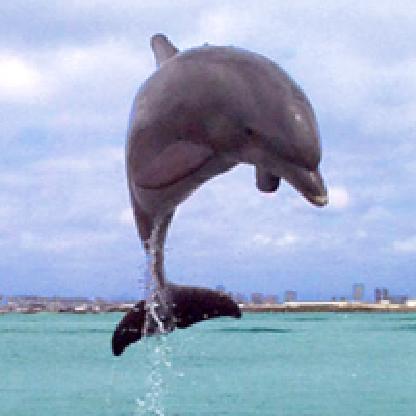 DolphinSSA's avatar