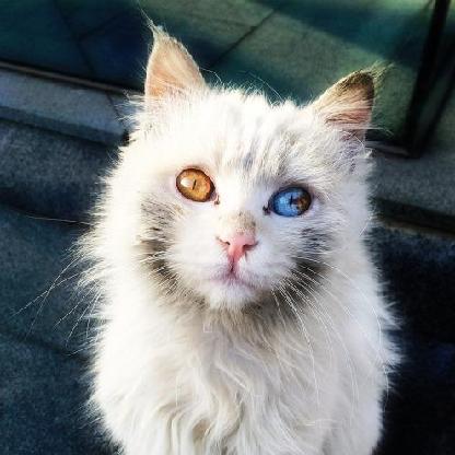 VrednyKot's avatar