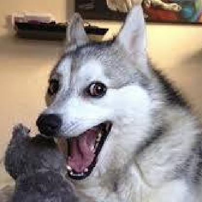 TheBrownHusky's avatar