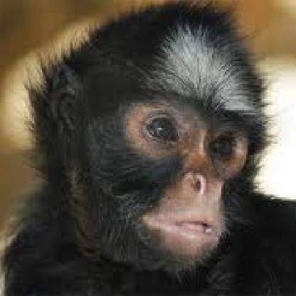 MonKeShYt's avatar
