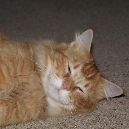 iamawesomest123's avatar