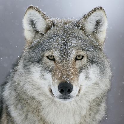 32LittleGreyWolf's avatar