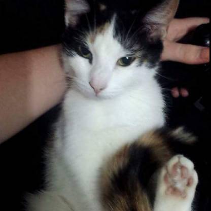 NoOneAskedYou's avatar