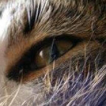Nattfare's avatar