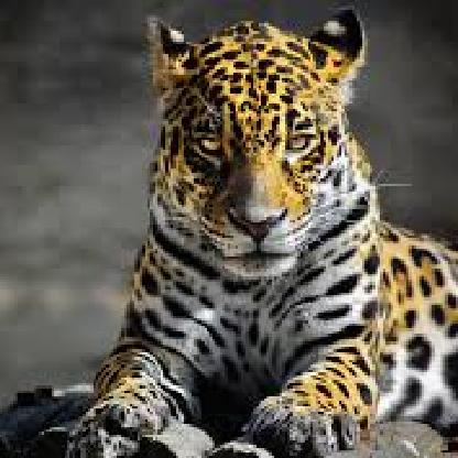 InFame_JaGuaR's avatar