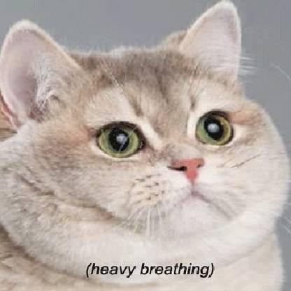 dr_fatcat_o3o's avatar