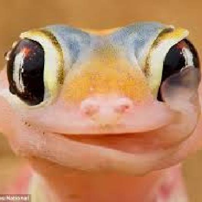 G3ckoMafia's avatar
