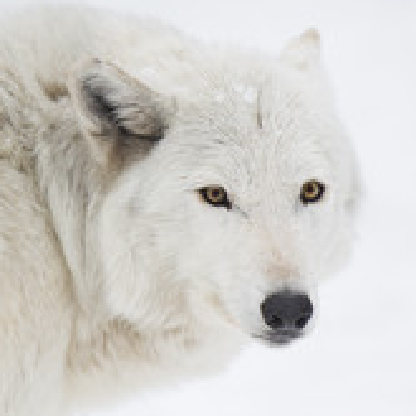 Varuas222's avatar