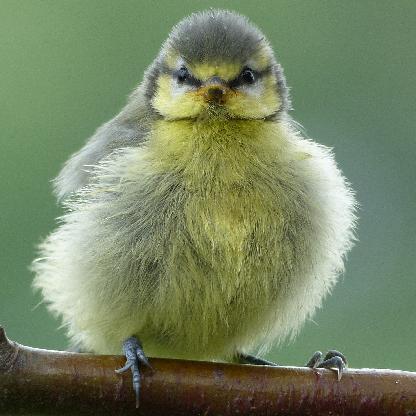 SmokingCrop's avatar