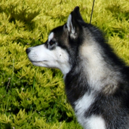 WolfSims44's avatar