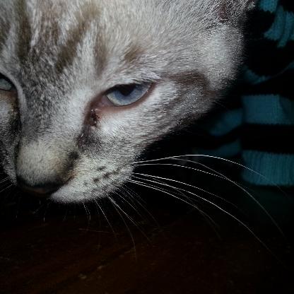 SimmerBri44's avatar