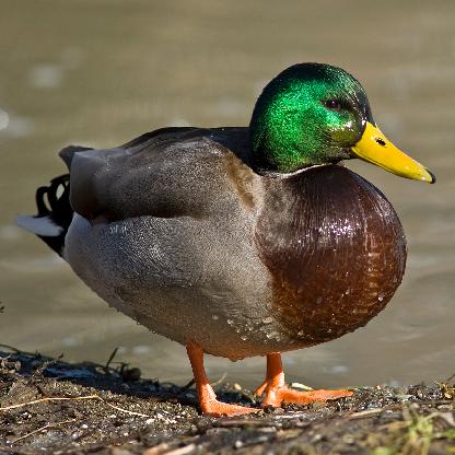 DucksAreNeato's avatar