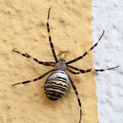 Herr_min_Gwehr's avatar