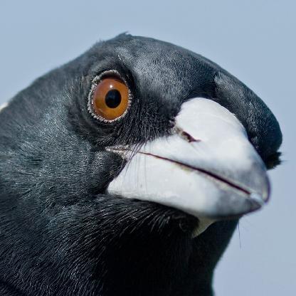 Gabpie's avatar