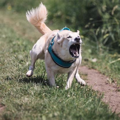 Tuschi_reloaded's avatar