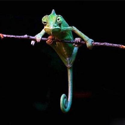 warfruit's avatar