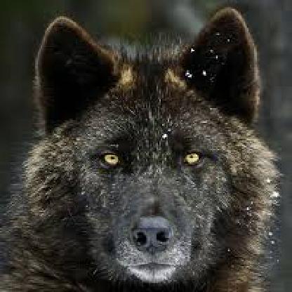 Avengerwolf22's avatar