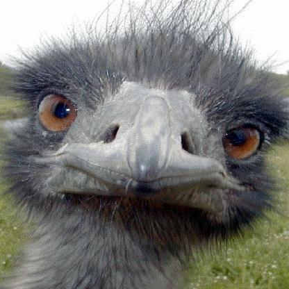 pecos_puupaa's avatar