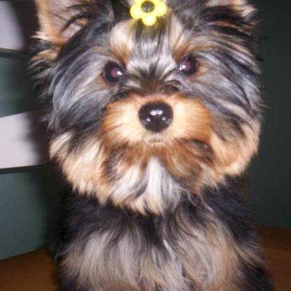 marievicky's avatar