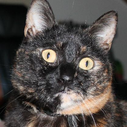 Nameless_Cake's avatar