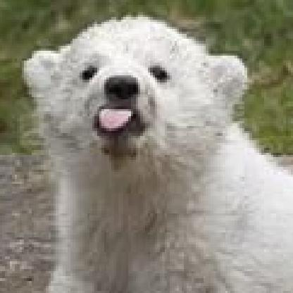 MadLittleBear's avatar