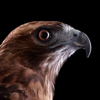 PolishHammermk20's avatar