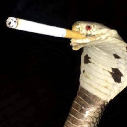 AdderTBG's avatar